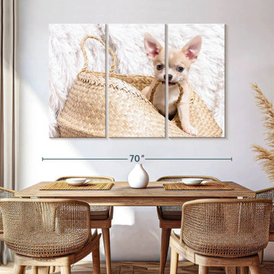 Chihuahua Brampt Rowdy