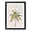 Cuban Palm Tree - Picture Frame Painting Print-56853347-56853340