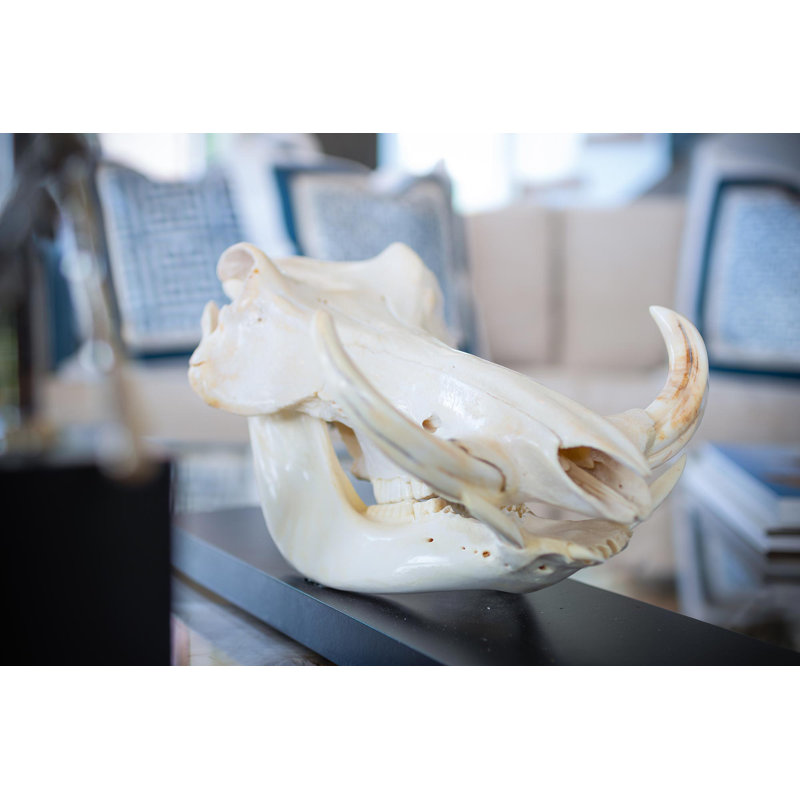 Mounted Warthog Skull