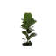 Live Fiddle Leaf Fig Plant, 6" Diameter
