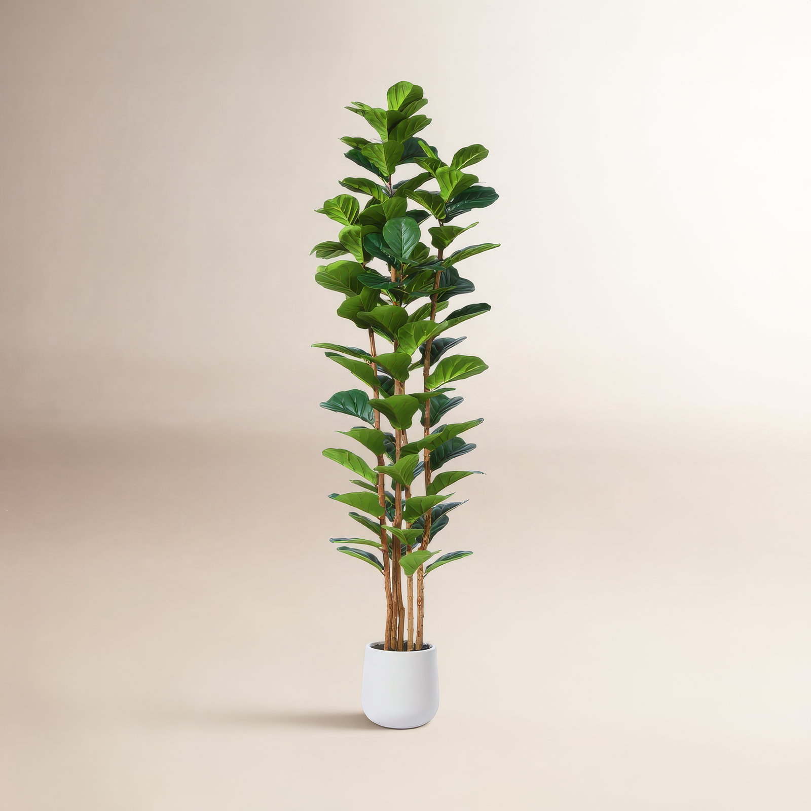 Adarna Fiddle Leaf Fig Tree in Pot, 84" H x 28" W x 28" D