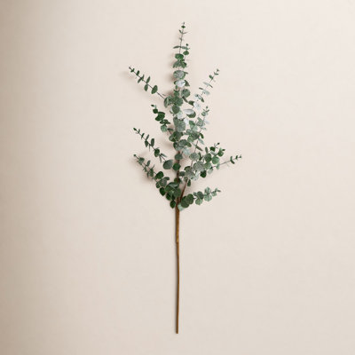 Eucalyptus Floral Stems