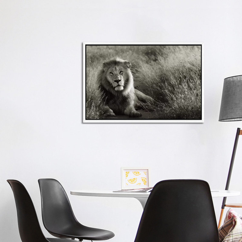 B&W Lion At Rest by Klaus Tiedge - Print on Canvas, White Framed, 101.6 cm H x 66.04 cm W