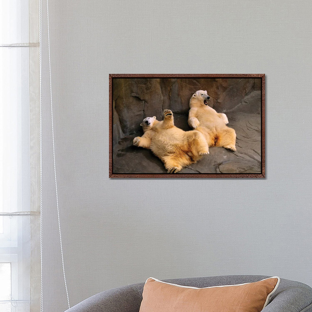 Two Lounging Polar Bears At Omaha's Henry Doorly Zoo And Aquarium von Joel Sartore - Gallery-Wrapped Canvas Giclée