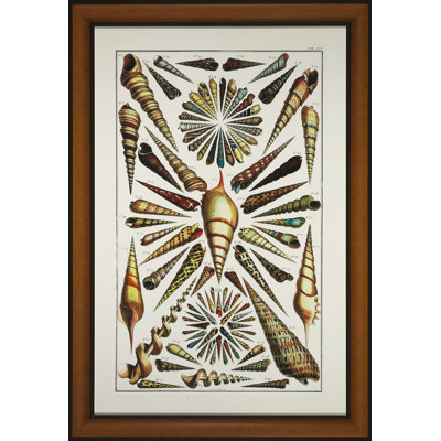 Shell Arrangement Print