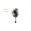 5 pi Dracaena résistant aux rayons UV (intérieur / extérieur)