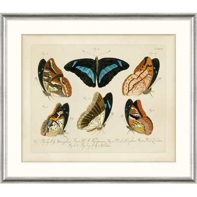 Oken's Naturalist Butterfly VI Print
