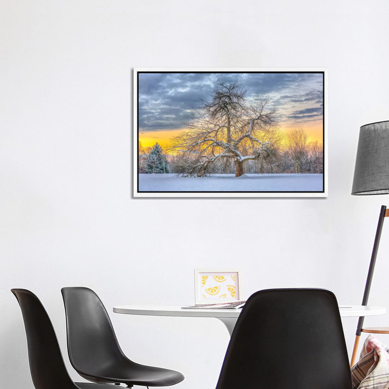 Apple Tree Winter by David Gardiner - Print on Canvas, 101.6 cm H x 66.04 cm W, White Framed