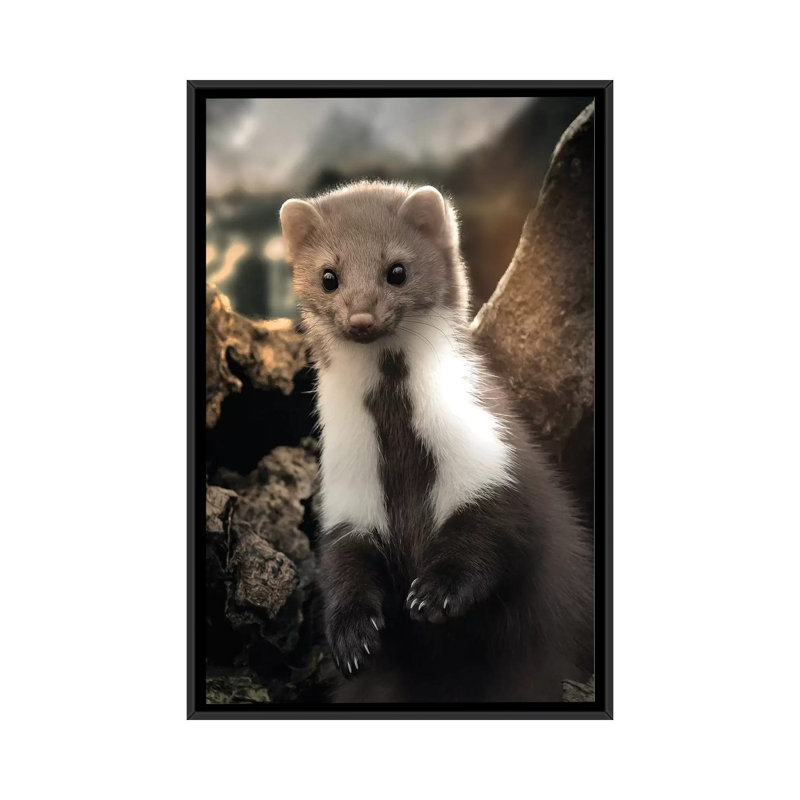 The Cute Weasel by Zenja Gammer - Print on Canvas, 66.04 cm H x 45.72 cm W x 3.175 cm D, Black Framed