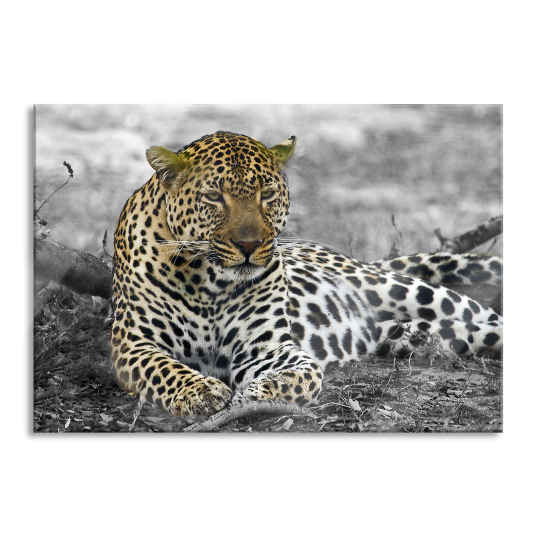 Glasbild Schöner Leopard liegt im Laub