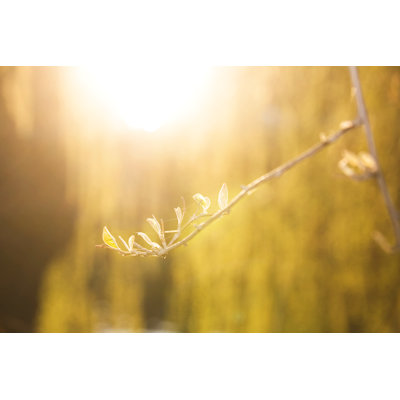 Leaves on Sunset by Mitshu