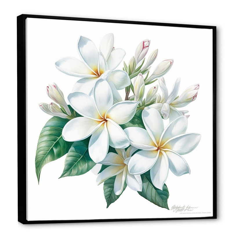 Plumeria charmante et élégante, Cadre flottant noir, 30" H x 30" W