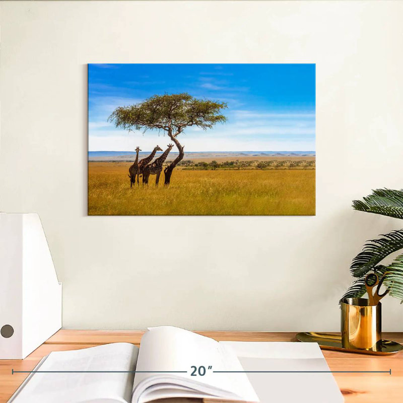 Brampt, savane, girafes d'Afrique