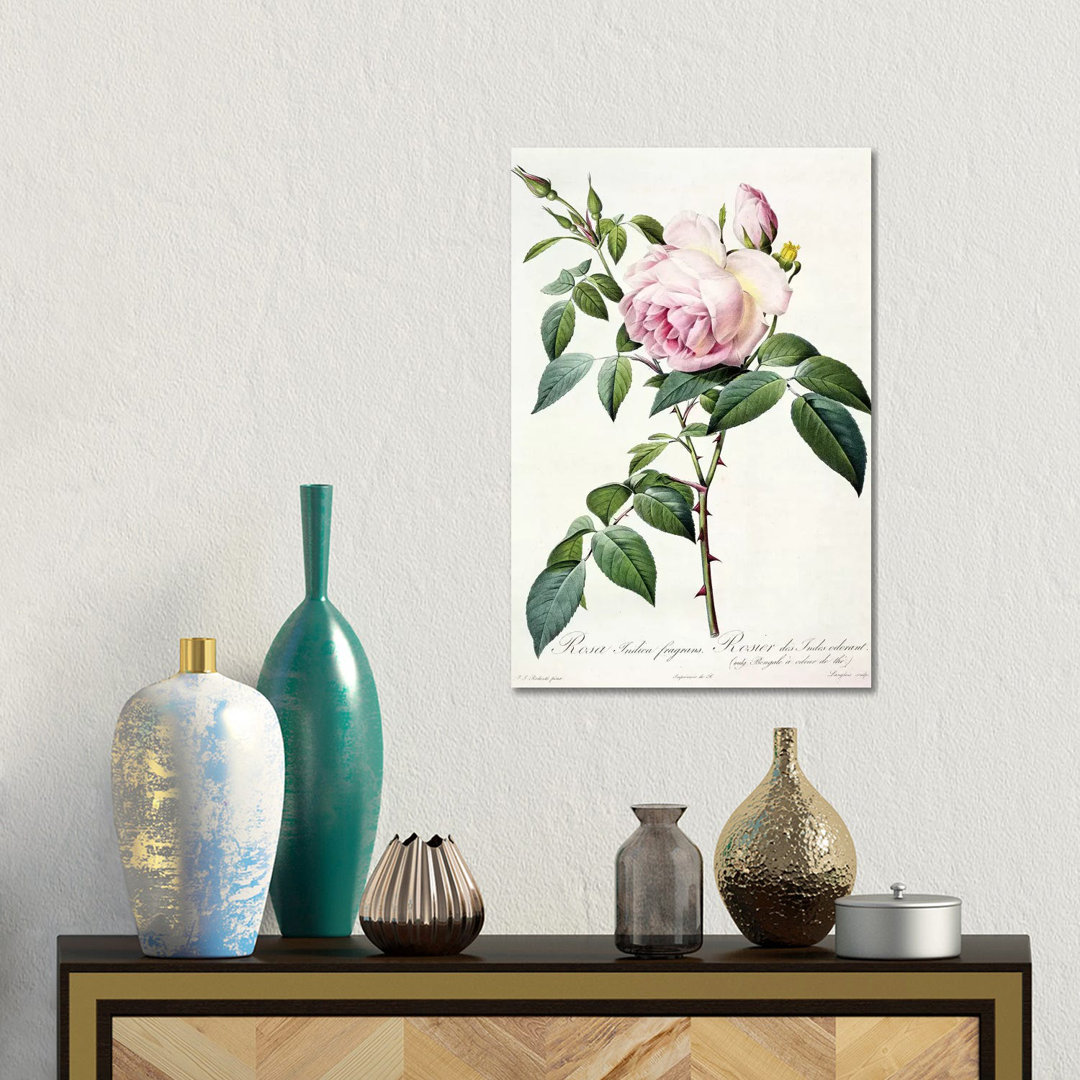 Rosa Indica Fragrans, Engraved By Langlois, Published By Remond by Pierre-Joseph Redouté - Gallery-Wrapped Canvas Giclée on Canvas