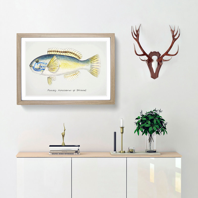 An Illustration Of A Wrasse Fish by F.E. Clarke - Single Picture Frame Painting, Oak Framed, 24cm H x 33cm W x 2cm D