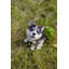CHIOT SIBERIEN HUSKY PUPPY