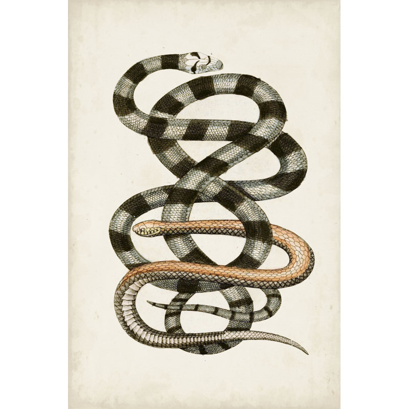 Antique Snakes I - Painting, 46cm H x 30cm W, Black Floater Framed