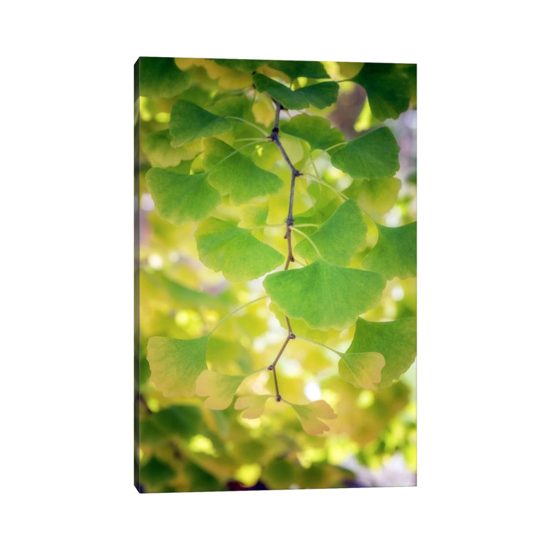 Fossil Leaves by Philippe Sainte-Laudy - Print on Canvas, Wrapped Canvas, 20.32 cm H x 30.48 cm W
