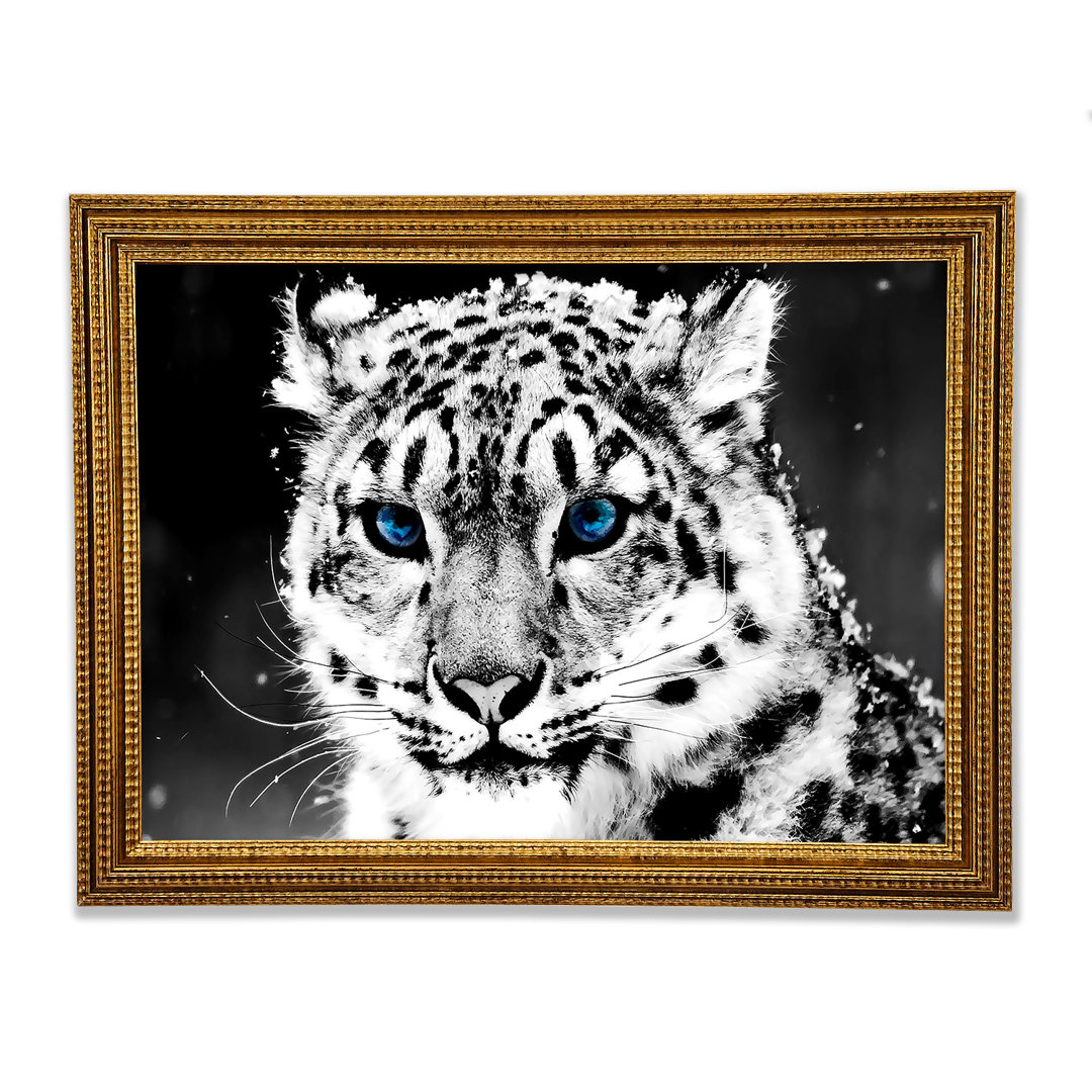 Schnee Blau Auge Leopard - Druck