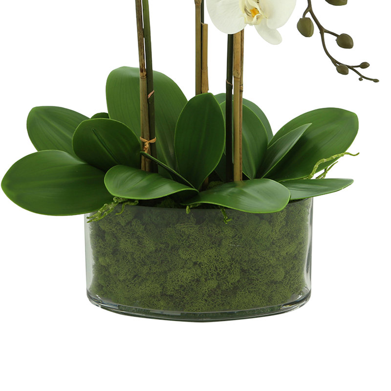 Orchidée Kerwin