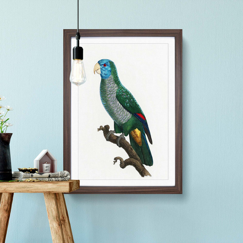 Saint Lucia Smazon Parrot by F. Levaillant - Picture Frame Painting Print, 36cm H x 27cm W x 2cm D, Walnut Framed