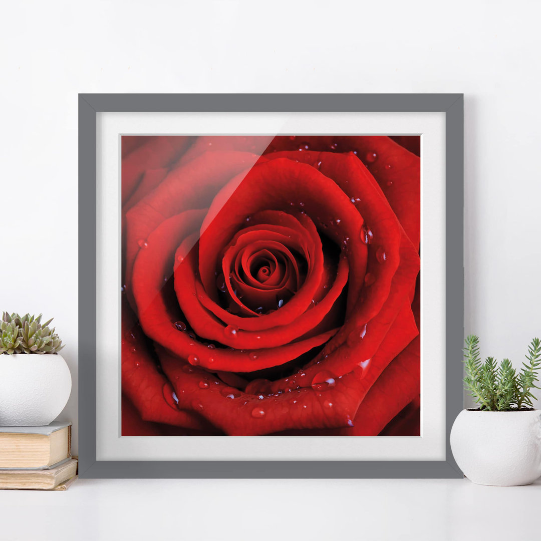 Gerahmtes Papierbild Rote Rose mit Wassertropfen