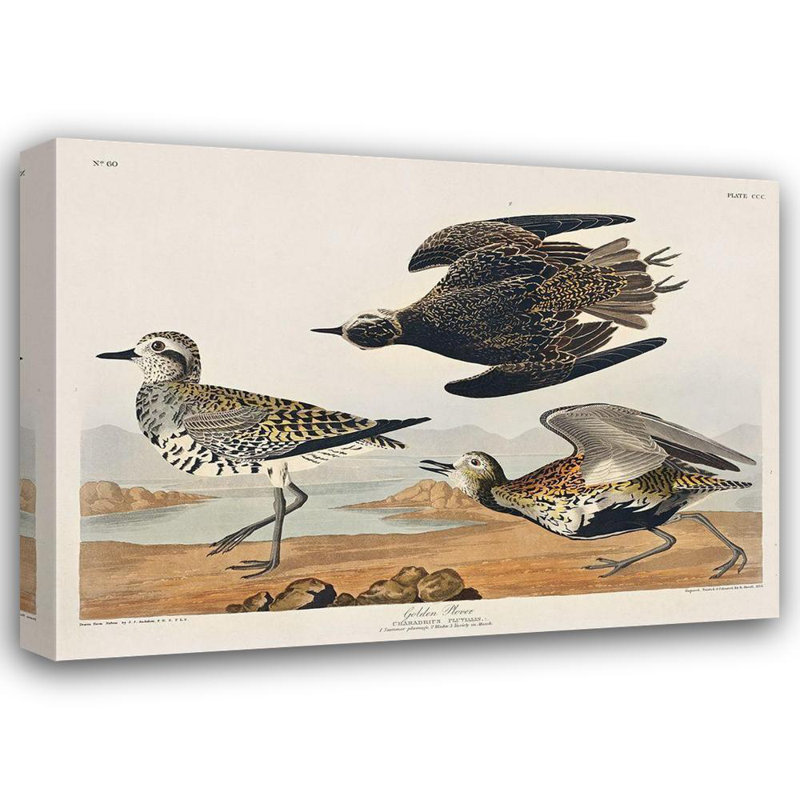 Art sur toile tendue avec galerie Astoria Grand Audubon, John James: Golden Plover, H 14 po x l 18 po