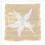 «Soft Sea Starfish» par Yvette St. Amant, reproduction d'art encadrée sur bois-1068651451