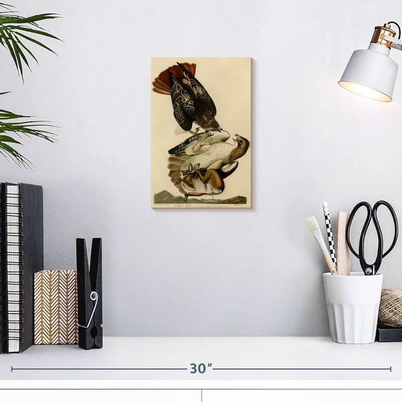 Buse à queue rousse des oiseaux d'Amérique, H 12 po x l 8 po