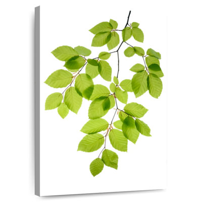 Hêtre Harnek à feuilles vertes