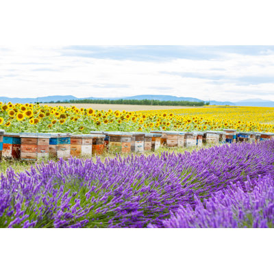 Addilynne " Lavender Fields " by Romrodinka