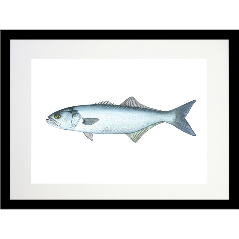 «Blue Fish» par Damon Crook - reproduction d'art, H 11 po x l 14 po x P 1 po, Papier avec cadre noir
