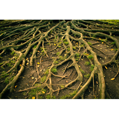 Tree Roots - Photographie sur toile tendue