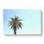 Lone Palm Tree - Wrapped Canvas-56633958