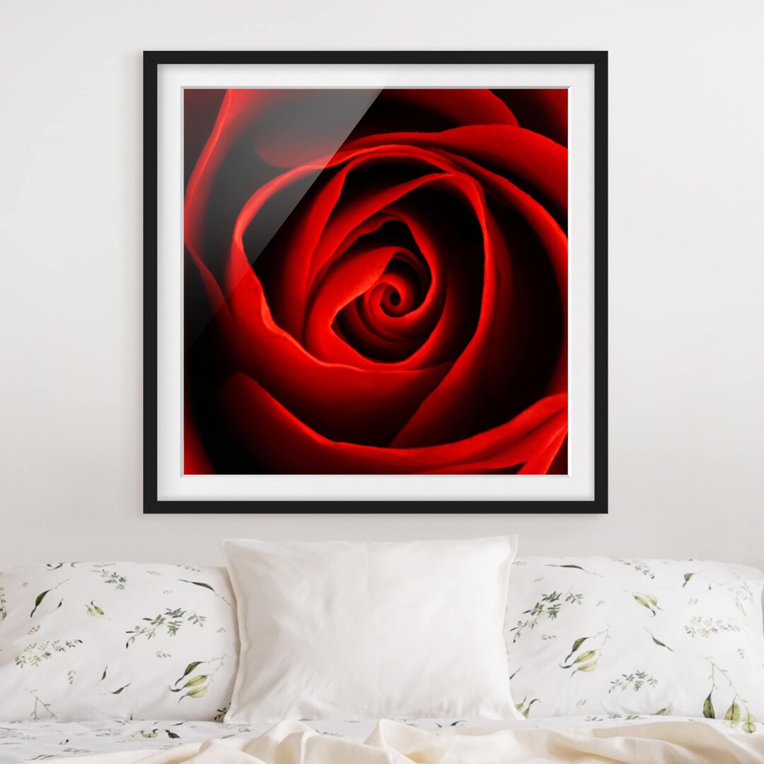 Gerahmtes Poster Lovely Rose