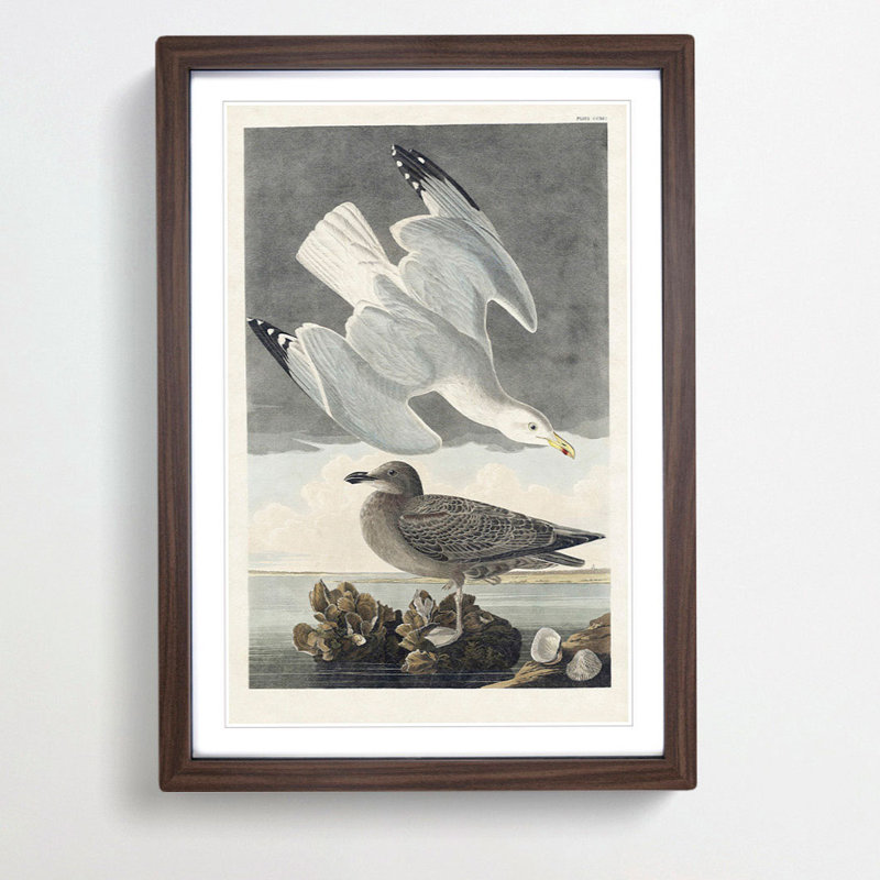 Herring Gulls by John Audubon - Picture Frame Painting Print, 36cm H x 27cm W x 2cm D, Walnut Framed