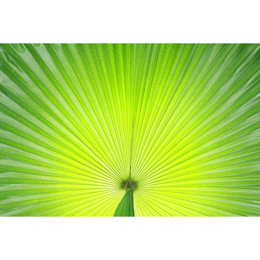 Leinwandbild Palm Leaf Close Up von Tomodaji