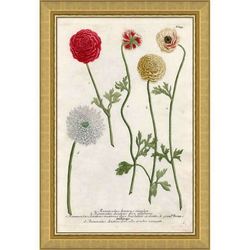Weiman Ranunculous Giclee Print by Johann Wilhelm Weinmann