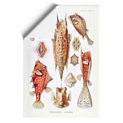 Selection Of Fish by Ernst Haeckel - No Frame Print