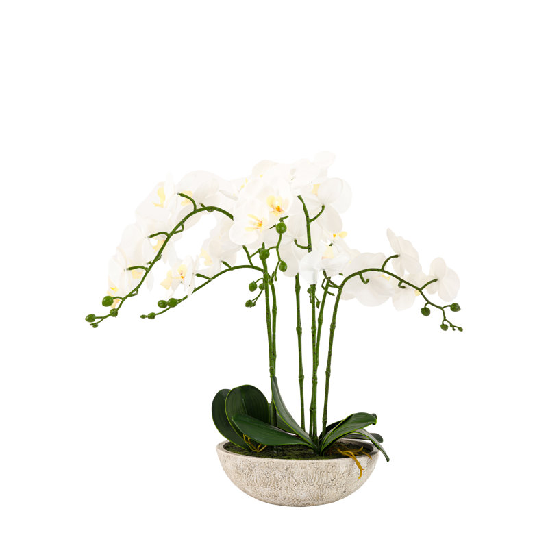 65cm Plant