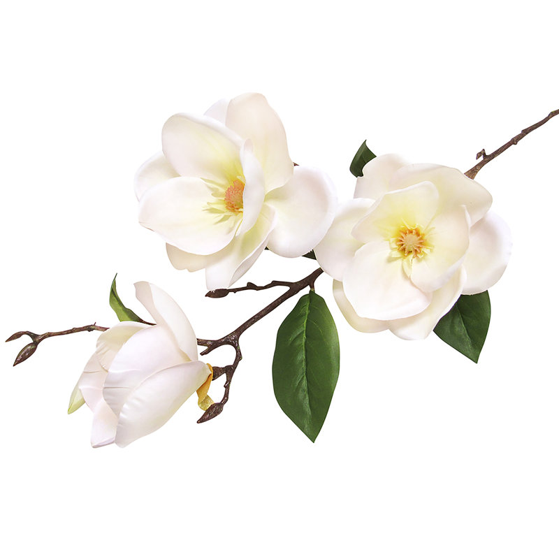 Tige de magnolia