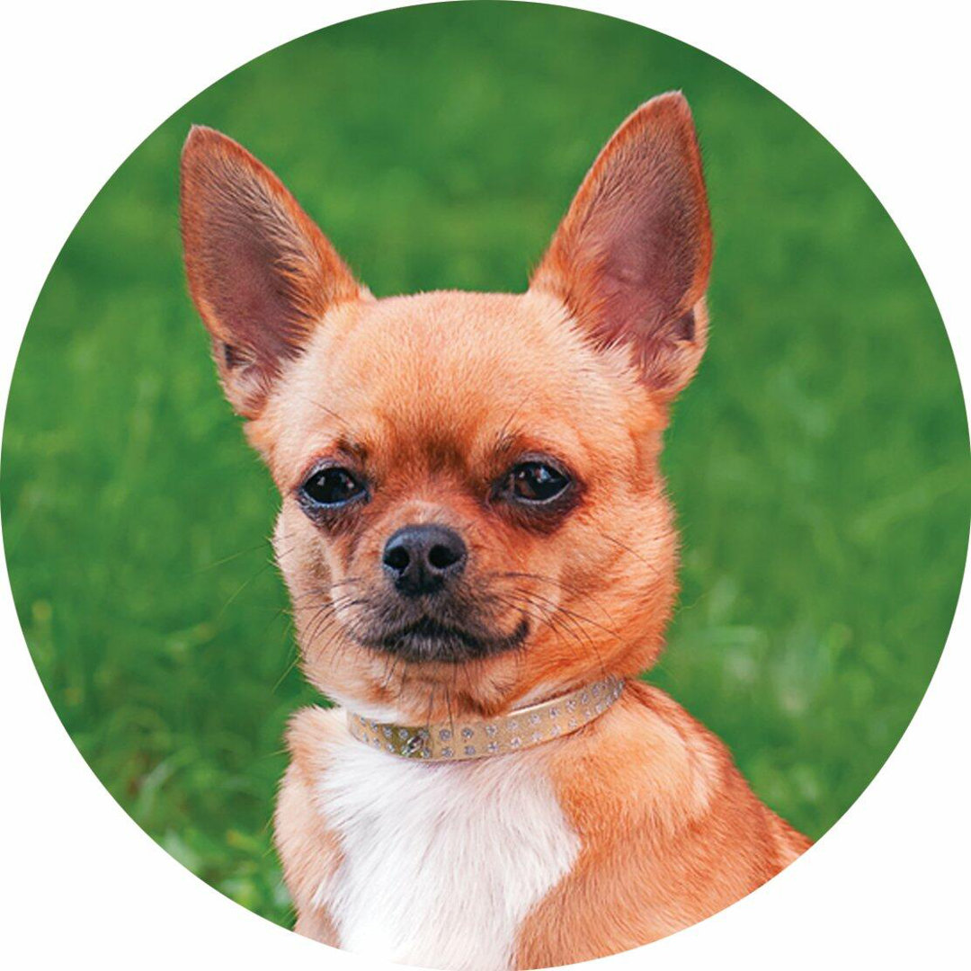 Perfect Pets Coaster - Yorkshire Terrier
