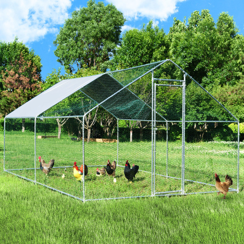 Chicken Run