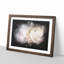 Pink Ranunculus Flower - Picture Frame Graphic Art Print-56861284-56861290
