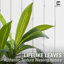 Arbre de Dracaena artificiel 6 pi, plante artificielle blanche moderne avec décor de mousse, arbre de plancher réaliste de 72 pouces pour la décoration de salon de bureau à domicile-1099517987