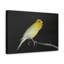No Frame Print on Canvas-373949711