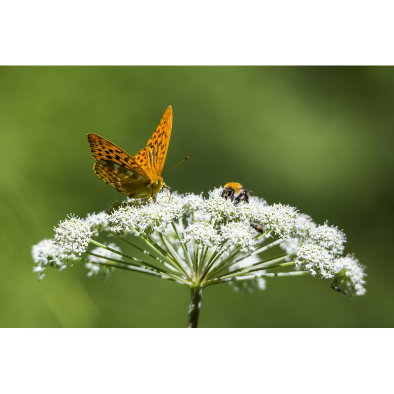 Anello Butterfly On Flower - Wrapped Canvas Print, 20cm H x 30cm W x 3.8cm D