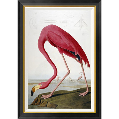 " American Flamingo " by James Audubon