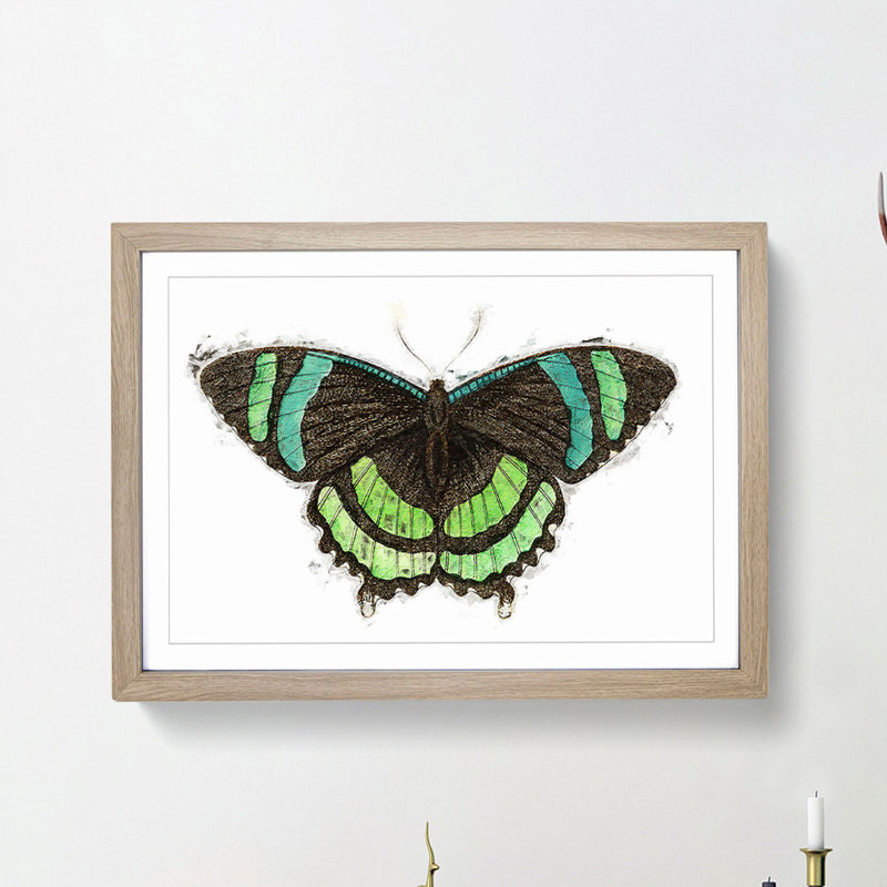 Orontes Butterfly by George Shaw - Framed Print, 48cm H x 65cm W x 2cm D, Oak Framed