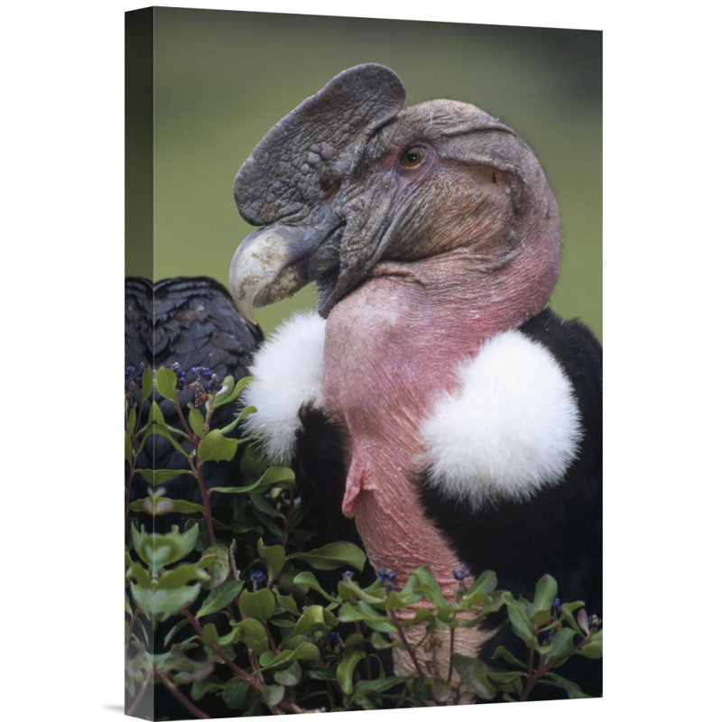 " Andean Condor Male, Cayambe, Ecuador ", 18" H x 12" W, Wrapped Canvas